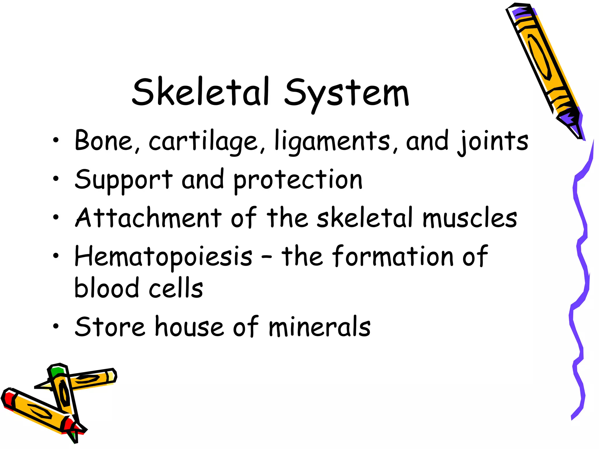 Skeletal System Bone, cartilage, ligaments, and joints Support and protection Attachment of the skeletal muscles Hematopoiesis – the formation of blood cells Store house of minerals 