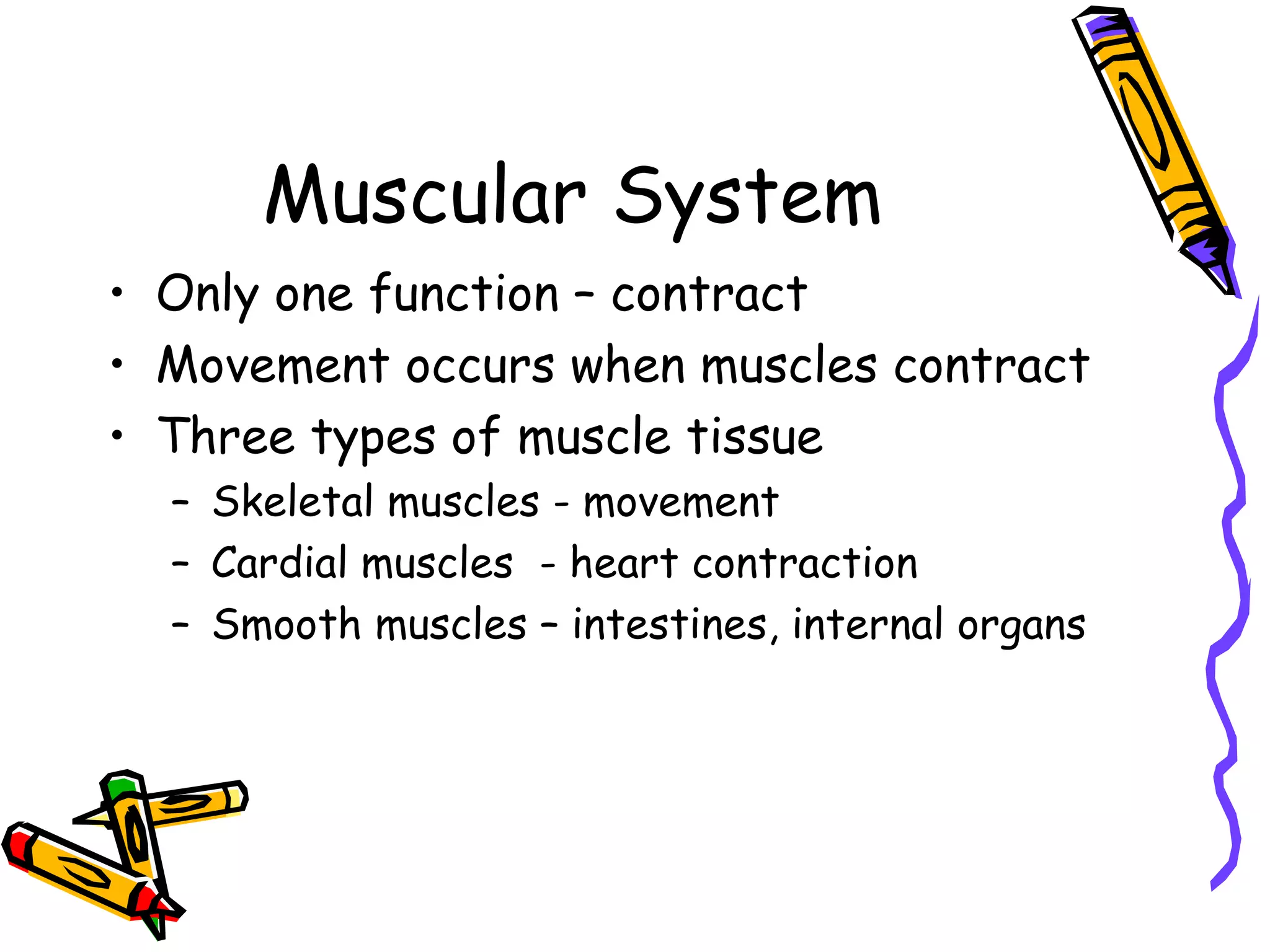 Muscular System Only one function – contract Movement occurs when muscles contract Three types of muscle tissue Skeletal muscles - movement Cardial muscles  - heart contraction Smooth muscles – intestines, internal organs 