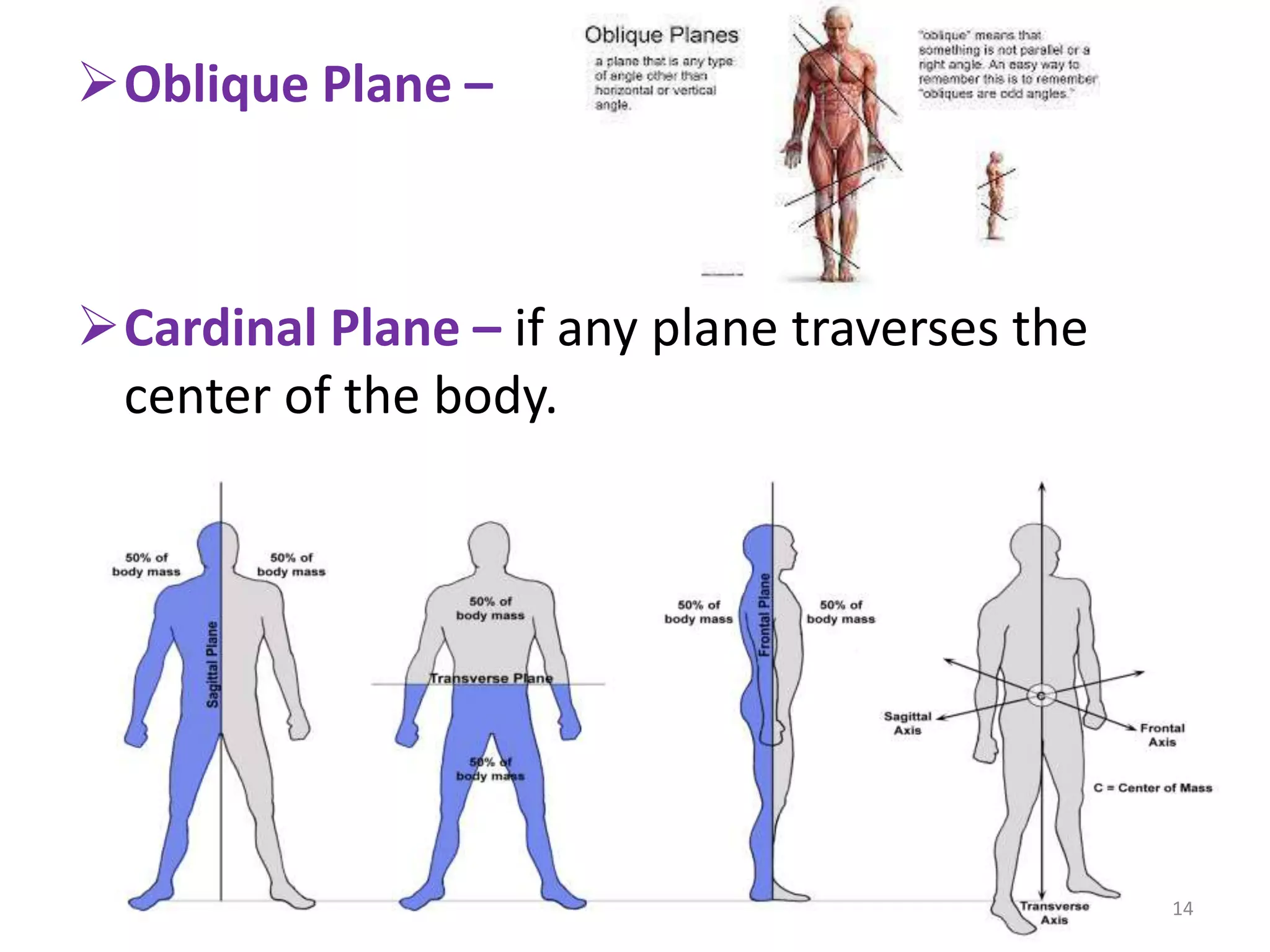 Normal Cardinal Plane Basic introduction of human anatomy | PPTX