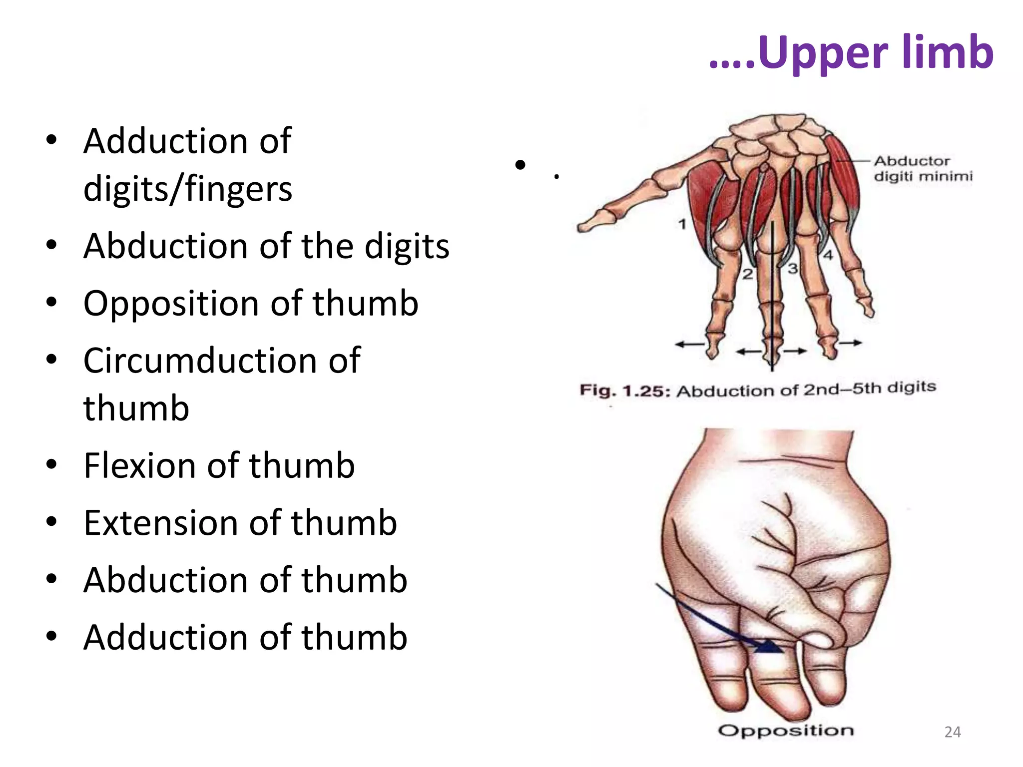Basic introduction of human anatomy | PPTX
