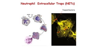 Trapped Germs Basic Introduction to Immunology, tumor immunology .pdf