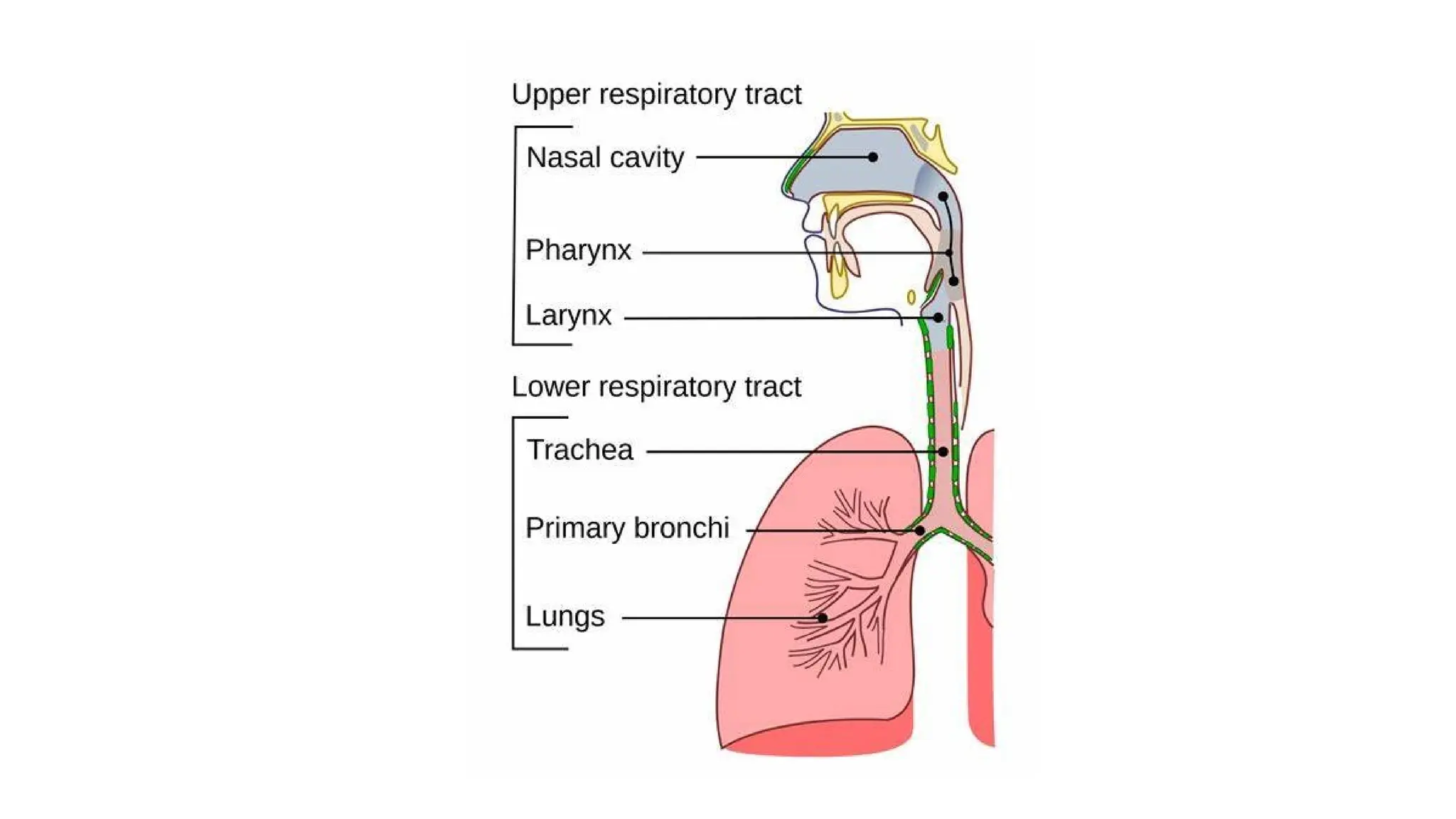 BASIC INTUBATION & EXTUBATION FOR GA NURSES & AA.pptx