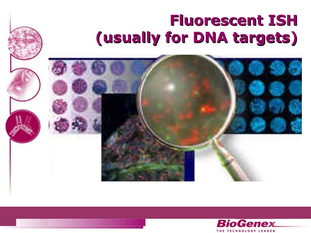 In situ hybridization (ISH) analyses