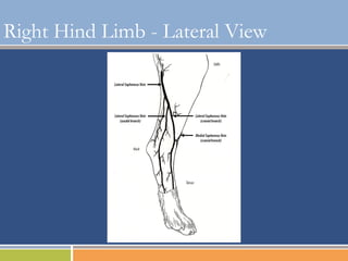 Basic IV Catheter Placement PPT basic-iv-catheter-placement-ppt