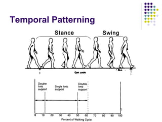 Temporal Patterning
          Stance      Swing
 