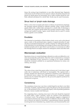 tissue, the oozing of gas (crepitation), or any other abnormal sign. Segments
of the tissue involved that are to be used for cultures should be removed and
placed on sterile gauze for processing. Pus or other exudate should be care-
fully collected and placed in a sterile tube. Swabs may be used if necessary.
Sinus tract or lymph node drainage
When a sinus tract or lymph node shows evidence of spontaneous drainage,
the drainage material should be collected carefully, using a sterile Pasteur
pipette ﬁtted with a rubber bulb, and placed in a sterile tube. If discharge is
not evident, the surgeon should obtain the purulent material using a sterile
syringe and needle or probe. Again, swabs should only be used if a sterile
Pasteur pipette is not available.
Exudates
The abnormal accumulation of ﬂuid within a body cavity such as the pleural
space, a joint, or the peritoneal space, requires a surgical procedure to aspi-
rate the accumulated material into a sterile container for subsequent delivery
to the laboratory for microbiology and cytology. In those cases where the accu-
mulation persists and an open drain is put in place, it is necessary to collect
the drainage ﬂuid in an aseptic manner for subsequent culture and other tests.
Macroscopic evaluation
Specimens of pus or wound discharge collected on swabs are difﬁcult to eval-
uate macroscopically, particularly when the swab is immersed in a transport
medium. Specimens of pus, received in a syringe or in a sterile container,
should be evaluated carefully by an experienced technician for colour, con-
sistency, and odour.
Colour
The colour of pus varies from green-yellow to brown-red. A red colour is gen-
erally due to admixture with blood or haemoglobin. The aspirate from a
primary amoebic liver abscess has a gelatinous consistency and a dark brown
to yellowish brown colour. Pus from postoperative or traumatic wounds
(burns) may be stained blue-green by the pyocyanin pigment produced by
Pseudomonas aeruginosa.
Consistency
The consistency of pus may vary from a turbid liquid to one that is very thick
and sticky. Exudates, aspirated from a joint, the pleural cavity, the pericardial
sac, or the peritoneal cavity, are generally liquid, with all possible gradations
between a serous exudate and frank pus.
Pus originating from a draining sinus tract in the neck should be inspected
for small yellow “sulfur” granules, which are colonies of the ﬁlamentous
Actinomyces israelii. The presence of sulfur granules suggests a diagnosis of
cervicofacial actinomycosis. Small granules of different colours (white, black,
red, or brown) are typical of mycetoma, a granulomatous tumour, generally
involving the lower extremities (e.g. madura foot), and characterized by mul-
90
PURULENT EXUDATES, WOUNDS, AND ABSCESSES
BLM1 1/17/04 2:02 PM Page 90
 