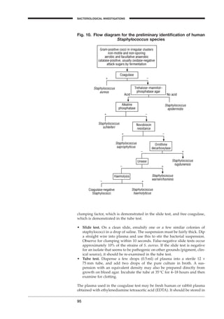 95
BACTERIOLOGICAL INVESTIGATIONS
A
Fig. 10. Flow diagram for the preliminary identiﬁcation of human
Staphylococcus species
clumping factor, which is demonstrated in the slide test, and free coagulase,
which is demonstrated in the tube test.
• Slide test. On a clean slide, emulsify one or a few similar colonies of
staphylococci in a drop of saline. The suspension must be fairly thick. Dip
a straight wire into plasma and use this to stir the bacterial suspension.
Observe for clumping within 10 seconds. False-negative slide tests occur
approximately 10% of the strains of S. aureus. If the slide test is negative
for an isolate that seems to be pathogenic on other grounds (pigment, clin-
ical source), it should be re-examined in the tube test.
• Tube test. Dispense a few drops (0.5ml) of plasma into a sterile 12 ¥
75 mm tube, and add two drops of the pure culture in broth. A sus-
pension with an equivalent density may also be prepared directly from
growth on blood agar. Incubate the tube at 35∞C for 4–18 hours and then
examine for clotting.
The plasma used in the coagulase test may be fresh human or rabbit plasma
obtained with ethylenediamine tetraacetic acid (EDTA). It should be stored in
BLM1 1/17/04 2:02 PM Page 95
 