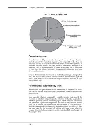 Peptostreptococcus
Several species of obligate anaerobic Gram-positive cocci belong to the com-
mensal ﬂora of the respiratory, digestive, and urogenital tracts. They are
involved, usually in association with other aerobic or anaerobic bacteria, in
anaerobic abscesses, wound infections, and even bacteraemia. The growth of
anaerobic cocci in laboratory media is usually slower than that of Bacteroides
or Clostridium and colonies are usually not apparent on blood agar until after
48 hours of incubation.
Species identiﬁcation is not needed in routine bacteriology. Gram-positive
cocci that produce small, convex, white colonies on anaerobic blood agar, but
do not grow in aerobic conditions, may be presumptively identiﬁed as Pep-
tostreptococcus spp.
Antimicrobial susceptibility tests
Antimicrobial susceptibility tests should not routinely be performed on anaer-
obic bacteria, in view of the present lack of agreement on a standardized disc-
diffusion test.
Most anaerobic infections are caused by penicillin-sensitive bacteria, with the
exception of infections originating in the intestinal tract or the vagina. Such
infections generally contain Bacteroides fragilis, which produces b-lactamase
and is resistant to penicillins, ampicillins, and most cefalosporins. Such infec-
tions can be treated with clindamycin, metronidazole, or chloramphenicol.
Aminoglycosides and quinolones have no activity against anaerobes, but they
are often used for the treatment of patients who have mixed infections,
because of their effectiveness against aerobic bacteria, which are often part of
the complex ﬂora.
102
Fig. 11. Reverse CAMP test
ANAEROBIC BACTERIOLOGY
BLM1 1/17/04 2:02 PM Page 102
 