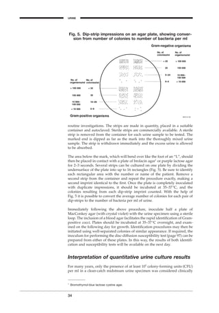 routine investigations. The strips are made in quantity, placed in a suitable
container and autoclaved. Sterile strips are commercially available. A sterile
strip is removed from the container for each urine sample to be tested. The
marked end is dipped as far as the mark into the thoroughly mixed urine
sample. The strip is withdrawn immediately and the excess urine is allowed
to be absorbed.
The area below the mark, which will bend over like the foot of an “L”, should
then be placed in contact with a plate of brolacin agar1
or purple lactose agar
for 2–3 seconds. Several strips can be cultured on one plate by dividing the
undersurface of the plate into up to 16 rectangles (Fig. 5). Be sure to identify
each rectangular area with the number or name of the patient. Remove a
second strip from the container and repeat the procedure exactly, making a
second imprint identical to the ﬁrst. Once the plate is completely inoculated
with duplicate impressions, it should be incubated at 35–37∞C, and the
colonies resulting from each dip-strip imprint counted. With the help of
Fig. 5 it is possible to convert the average number of colonies for each pair of
dip-strips to the number of bacteria per ml of urine.
Immediately following the above procedure, inoculate half a plate of
MacConkey agar (with crystal violet) with the urine specimen using a sterile
loop. The inclusion of a blood agar facilitates the rapid identiﬁcation of Gram-
positive cocci. Plates should be incubated at 35–37∞C overnight, and exam-
ined on the following day for growth. Identiﬁcation procedures may then be
initiated using well-separated colonies of similar appearance. If required, the
inoculum for performing the disc-diffusion susceptibility test (page 97) can be
prepared from either of these plates. In this way, the results of both identiﬁ-
cation and susceptibility tests will be available on the next day.
Interpretation of quantitative urine culture results
For many years, only the presence of at least 105
colony-forming units (CFU)
per ml in a clean-catch midstream urine specimen was considered clinically
34
Fig. 5. Dip-strip impressions on an agar plate, showing conver-
sion from number of colonies to number of bacteria per ml
URINE
1
Bromothymol-blue lactose cystine agar.
BLM1 1/17/04 2:01 PM Page 34
 