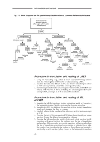 Procedure for inoculation and reading of UREA
1. Using an inoculating loop, collect 2–3 non-lactose-fermenting colonies
from the primary plates and transfer to tube containing UREA.
2. Incubate the tubes for 2–4 hours at 35∞C and observe for a change in colour
to pink (urease-positive). Discard the urease-positive tubes.
3. Subculture growth from the urease-negative tubes to MIL and to KIA (see
below), and incubate all tubes, including the urease-negative tube con-
taining UREA, overnight at 35∞C in an aerobic incubator.
Procedure for inoculation and reading of MIL
and KIA
1. Inoculate the MIL by inserting a straight inoculating needle to 2mm above
the bottom of the tube. Withdraw the needle along the same line.
2. Inoculate the KIA by stabbing the agar butt with a straight inoculating
needle and streaking the slant in a zigzag.
3. Label all tubes with the number of the laboratory and incubate overnight
at 35∞C.
4. Examine the tube of Urease-negative UREA (see above) for delayed urease
reaction. Discard the delayed urease-positive cultures.
5. Examine the MIL medium for motility, lysine and indole reaction. Motile
organisms will spread out into the medium from the line of inoculation
and produce diffuse growth. Non-motile organisms will grow only along
the line of inoculation. A positive lysine reaction is indicated by an alka-
line reaction (purple colour) at the bottom of the medium, and a negative
reaction by an acid reaction (yellow colour) at the bottom of the medium
45
BACTERIOLOGICAL INVESTIGATIONS
A
Fig. 7a. Flow diagram for the preliminary identiﬁcation of common Enterobacteriaceae
BLM1 1/17/04 2:01 PM Page 45
 