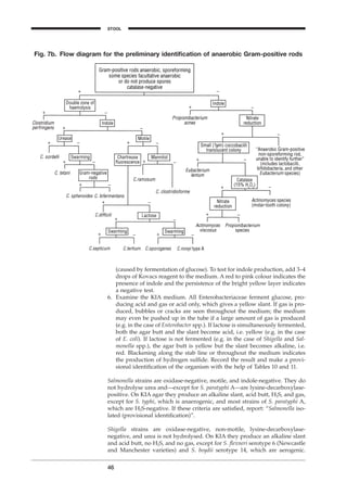 46
Fig. 7b. Flow diagram for the preliminary identiﬁcation of anaerobic Gram-positive rods
(caused by fermentation of glucose). To test for indole production, add 3–4
drops of Kovacs reagent to the medium. A red to pink colour indicates the
presence of indole and the persistence of the bright yellow layer indicates
a negative test.
6. Examine the KIA medium. All Enterobacteriaceae ferment glucose, pro-
ducing acid and gas or acid only, which gives a yellow slant. If gas is pro-
duced, bubbles or cracks are seen throughout the medium; the medium
may even be pushed up in the tube if a large amount of gas is produced
(e.g. in the case of Enterobacter spp.). If lactose is simultaneously fermented,
both the agar butt and the slant become acid, i.e. yellow (e.g. in the case
of E. coli). If lactose is not fermented (e.g. in the case of Shigella and Sal-
monella spp.), the agar butt is yellow but the slant becomes alkaline, i.e.
red. Blackening along the stab line or throughout the medium indicates
the production of hydrogen sulﬁde. Record the result and make a provi-
sional identiﬁcation of the organism with the help of Tables 10 and 11.
Salmonella strains are oxidase-negative, motile, and indole-negative. They do
not hydrolyse urea and—except for S. paratyphi A—are lysine-decarboxylase-
positive. On KIA agar they produce an alkaline slant, acid butt, H2S, and gas,
except for S. typhi, which is anaerogenic, and most strains of S. paratyphi A,
which are H2S-negative. If these criteria are satisﬁed, report: “Salmonella iso-
lated (provisional identiﬁcation)”.
Shigella strains are oxidase-negative, non-motile, lysine-decarboxylase-
negative, and urea is not hydrolysed. On KIA they produce an alkaline slant
and acid butt, no H2S, and no gas, except for S. ﬂexneri serotype 6 (Newcastle
and Manchester varieties) and S. boydii serotype 14, which are aerogenic.
STOOL
BLM1 1/17/04 2:01 PM Page 46
 