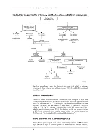 Catalase is produced except for S. dysenteriae serotype 1, which is catalase-
negative. If these criteria are fulﬁlled, report: “Shigella isolated (provisional
identiﬁcation)”.
Yersinia enterocolitica
Growth of small, pale or colourless colonies on MacConkey or SS agar after
overnight incubation could be Yersinia enterocolitica. Inoculate typical colonies
into KIA and incubate at 25∞C overnight. Also inoculate suspected colonies
into two UREA and two MIL media, incubate 1 tube of each at 25∞C and the
others at 35∞C. On KIA, typical Y. enterocolitica strains will produce acid butt,
alkaline slant, with no gas or H2S. If the strain is motile and urease-positive
at 25∞C and non-motile and weakly urease-positive or urease-negative at
35∞C, report: “Yersinia isolated (provisional identiﬁcation)”.
Vibrio cholerae and V. parahaemolyticus
Vibrio strains grow as pale, non-lactose-fermenting colonies on MacConkey
agar. On TCBS agar V. cholerae grows as medium-sized convex, smooth,
47
BACTERIOLOGICAL INVESTIGATIONS
A
Fig. 7c. Flow diagram for the preliminary identiﬁcation of anaerobic Gram-negative rods
BLM1 1/17/04 2:01 PM Page 47
 