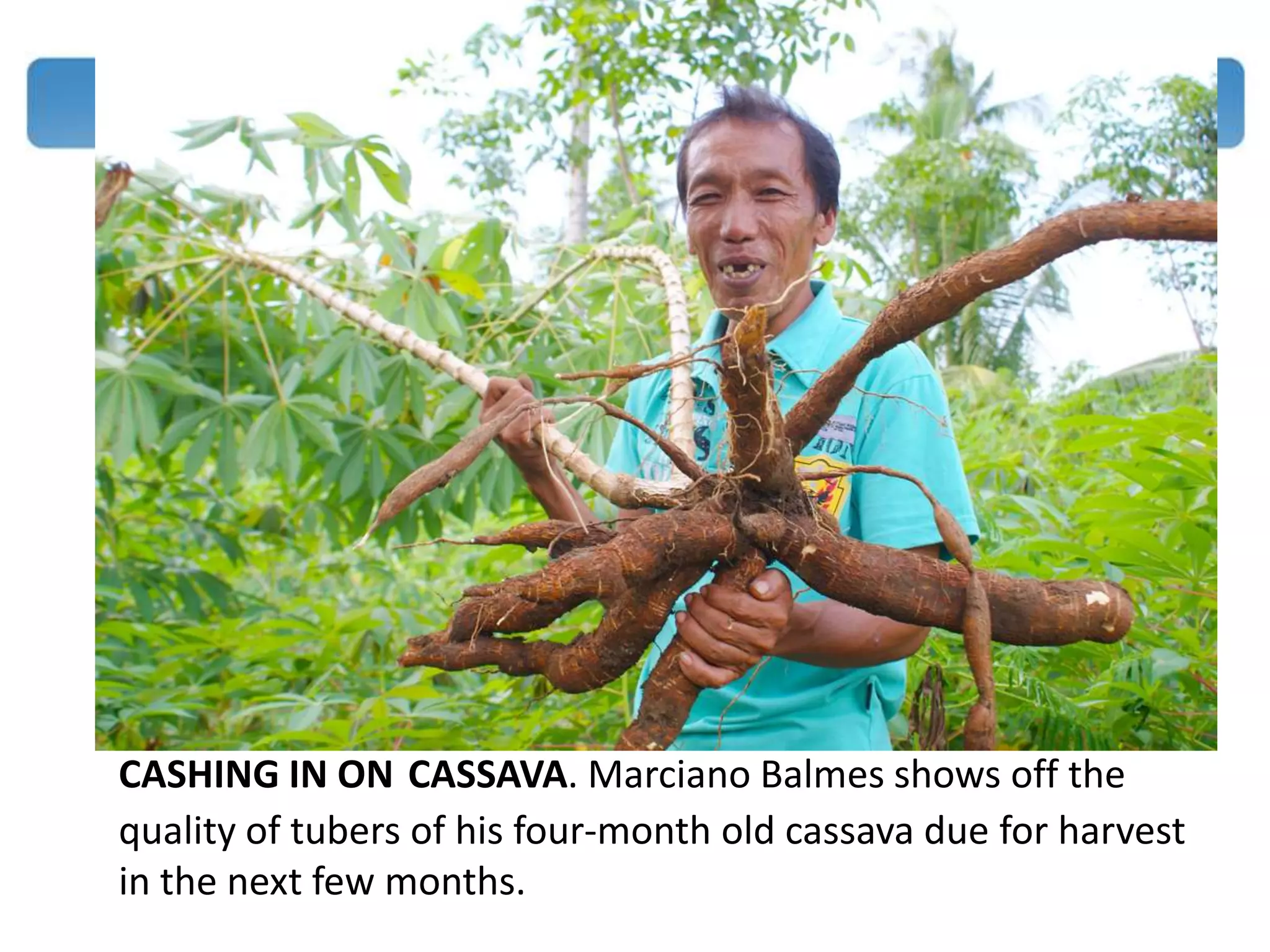 CASHING IN ON CASSAVA. Marciano Balmes shows off the
quality of tubers of his four-month old cassava due for harvest
in the next few months.
 