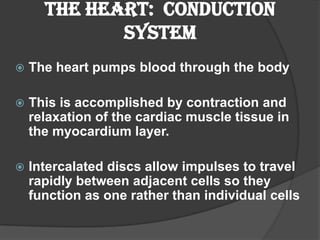The Heart: Conduction
             System
   The heart pumps blood through the body

   This is accomplished by contraction and
    relaxation of the cardiac muscle tissue in
    the myocardium layer.

   Intercalated discs allow impulses to travel
    rapidly between adjacent cells so they
    function as one rather than individual cells
 