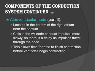 Components of the Conduction
SyStem Continued ….
   Atrioventricular node (part II):
     Located in the bottom of the right atrium
      near the septum
     Cells in the AV node conduct impulses more
      slowly, so there is a delay as impulses travel
      through the node
     This allows time for atria to finish contraction
      before ventricles begin contracting
 