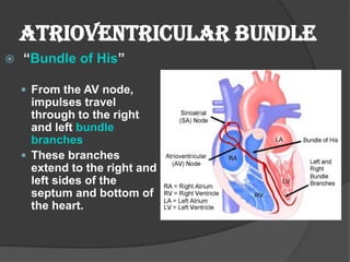Atrioventricular Bundle
   “Bundle of His”

     From the AV node,
      impulses travel
      through to the right
      and left bundle
      branches
     These branches
      extend to the right and
      left sides of the
      septum and bottom of
      the heart.
 