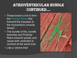 Atrioventricular Bundle
             Continued….
 These branch a lot to form
  the Purkinje fibers that
  transmit the impulses to
  the myocardium (muscle
  tissue)
 The bundle of His, bundle
  branches and Purkinje
  fibers transmit quickly and
  cause both ventricles to
  contract at the same time
 Like a “phone tree”
 