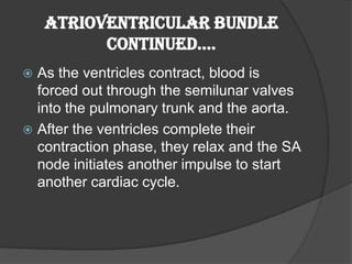 Atrioventricular Bundle
          Continued….
 As the ventricles contract, blood is
  forced out through the semilunar valves
  into the pulmonary trunk and the aorta.
 After the ventricles complete their
  contraction phase, they relax and the SA
  node initiates another impulse to start
  another cardiac cycle.
 