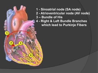 1 - Sinoatrial node (SA node)
2 - Atrioventricular node (AV node)
3 – Bundle of His
4 - Right & Left Bundle Branches
    which lead to Purkinje Fibers
 