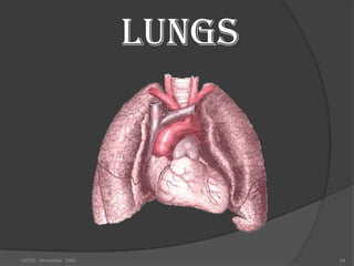 LUNGS




HODS - November 2006           24
 