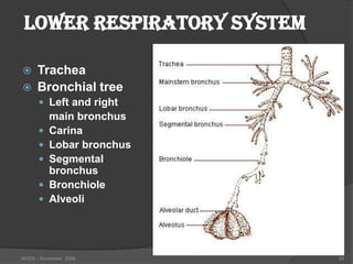 LOWER RESPIRATORY SYSTEM

    Trachea
    Bronchial tree
       Left and right
          main bronchus
         Carina
         Lobar bronchus
         Segmental
          bronchus
         Bronchiole
         Alveoli




HODS - November 2006        26
 