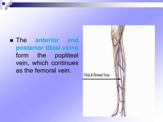  The anterior and
posterior tibial veins
form the popliteal
vein, which continues
as the femoral vein.
 