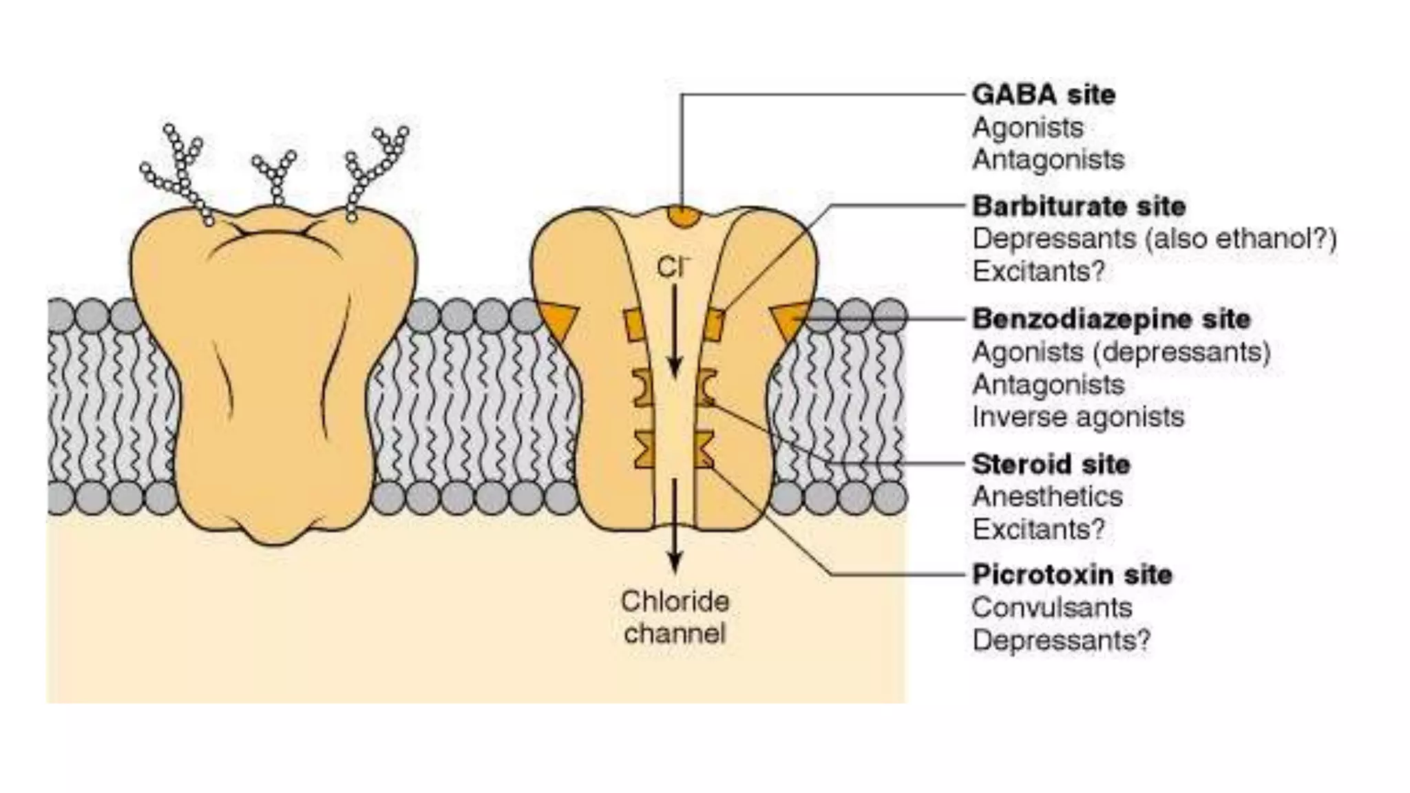 Basic mechanism of epilepsy | PPTX