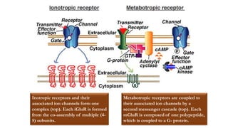 Inotropic receptors and their
associated ion channels form one
complex (top). Each iGluR is formed
from the co-assembly of multiple (4-
5) subunits.
Metabotropic receptors are coupled to
their associated ion channels by a
second messenger cascade (top). Each
mGluR is composed of one polypeptide,
which is coupled to a G- protein.
 