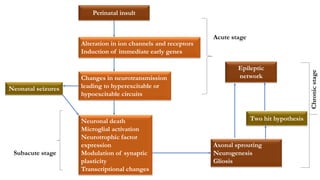 Perinatal insult
Alteration in ion channels and receptors
Induction of immediate early genes
Changes in neurotransmission
leading to hyperexcitable or
hypoexcitable circuits
Neuronal death
Microglial activation
Neurotrophic factor
expression
Modulation of synaptic
plasticity
Transcriptional changes
Axonal sprouting
Neurogenesis
Gliosis
Neonatal seizures
Epileptic
network
Two hit hypothesis
Acute stage
Subacute stage
Chronicstage
 