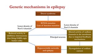 Dravet syndrome
SCN1A mutation
Loss of function mutation
Hyperexcitable networks
and epilepsy
Reduced activity in
inhibitory interneurons
(fast firing GABA ergic
basket cells)
Altered activity of sodium
channels in the membrane
due to impaired feedback
mechanisms
Genetic mechanisms in epilepsy
Dysregulation of sodium
current
Lower density of
Nav1.1 channels
Lower density of
Nav1.1 channels
Principal neurons
 