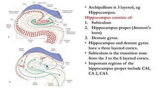 • Archipallium is 3 layered, eg
Hippocampus.
Hippocampus consists of:
1. Subiculum
2. Hippocampus proper (Ammon's
horn)
3. Dentate gyrus.
• Hippocampus and dentate gyrus
have a three layered cortex.
• Subiculum is the transition zone
from the 3 to the 6 layered cortex.
• Important regions of the
hippocampus proper include CA1,
CA 2, CA3.
 