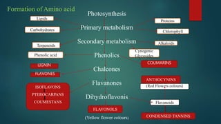 Formation of Amino acid
Photosynthesis
Primary metabolism
Secondary metabolism
Phenolics
Chalcones
Flavanones
Dihydroflavo...
