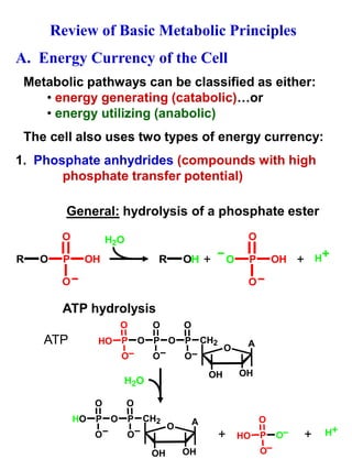 Review of Basic Metabolic Principles 
A. Energy Currency of the Cell 
Metabolic pathways can be classified as either: 
• energy generating (catabolic)…or 
• energy utilizing (anabolic) 
The cell also uses two types of energy currency: 
1. Phosphate anhydrides (compounds with high 
phosphate transfer potential) 
General: hydrolysis of a phosphate ester 
O 
R O P 
OH 
O 
H2O 
O 
O H + + 
R OH P 
OH 
O 
ATP hydrolysis 
O 
HO P O 
O 
O 
P 
O 
O 
O P 
CH2 
O 
A 
O 
OH OH 
O 
HO P 
O 
O 
O P 
CH2 
O 
A 
O 
OH OH 
O 
HO P O 
O 
H2O 
+ + H 
ATP 
 