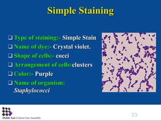 Simple Staining Example Microbiological Basics and Antimicrobial Susceptibility Tastings | PPTX
