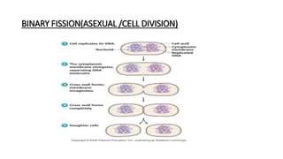 BINARY FISSION(ASEXUAL /CELL DIVISION)
 