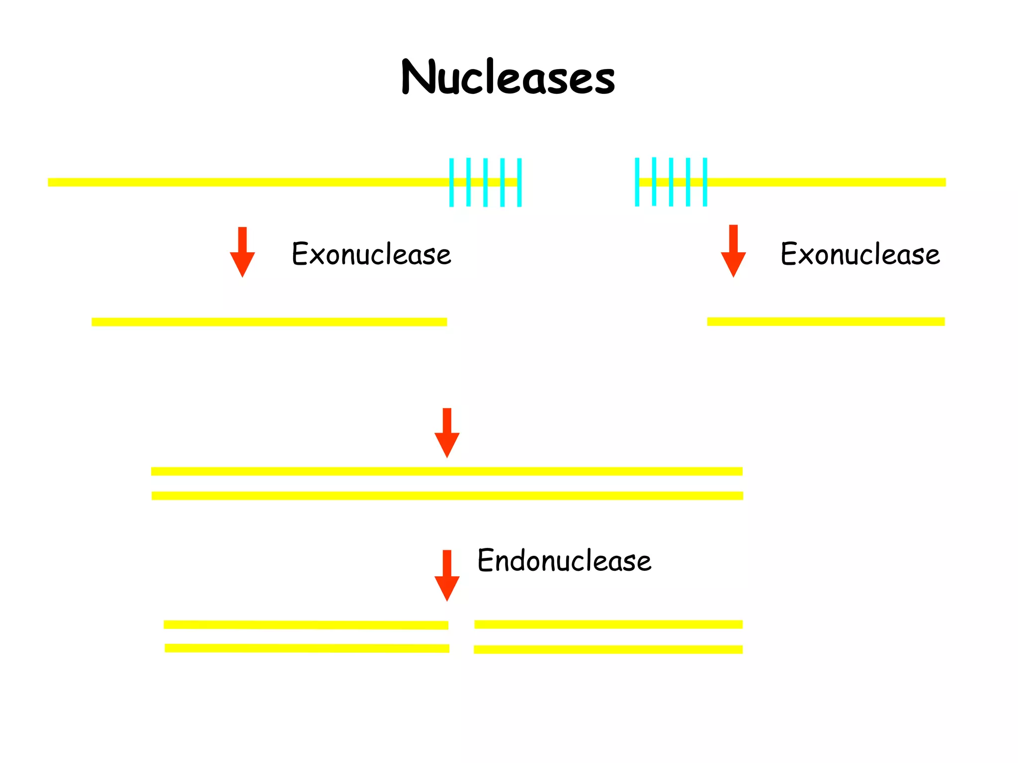 basic molecular biology techniques.ppt