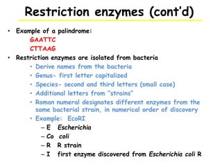 Restriction enzymes (cont’d)
• Example of a palindrome:
GAATTC
CTTAAG
• Restriction enzymes are isolated from bacteria
• Derive names from the bacteria
• Genus- first letter capitalized
• Species- second and third letters (small case)
• Additional letters from “strains”
• Roman numeral designates different enzymes from the
same bacterial strain, in numerical order of discovery
• Example: EcoRI
– E Escherichia
– Co coli
– R R strain
– I first enzyme discovered from Escherichia coli R
 
