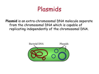 Plasmids
Plasmid is an extra-chromosomal DNA molecule separate
from the chromosomal DNA which is capable of
replicating independently of the chromosomal DNA.
 