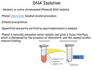 DNA Isolation
- Genomic or extra-chromosomal (Plasmid) DNA isolated
-Phenol-chloroform Isoamyl alcohol procedure
-Ethanol precipitation
-Quantified and purity verified by spectrophotometric analysis
-Phenol is naturally somewhat water-soluble, and gives a fuzzy interface,
which is sharpened by the presence of chloroform, and the isoamyl alcohol
reduces foaming
DNA
 