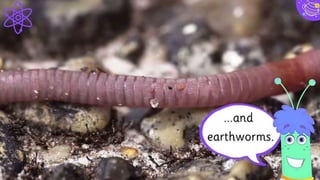 Use diagrams to explain your ideas
17
Vestibulum
congue
 