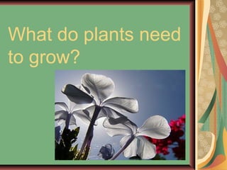 What do plants need
to grow?
 