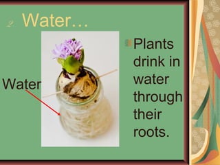 2. Water…
Plants
drink in
water
through
their
roots.
Water
 