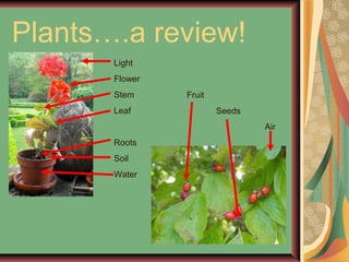 Plants….a review!
Light
Flower
Stem
Leaf
Roots
Soil
Water
Fruit
Seeds
Air
 
