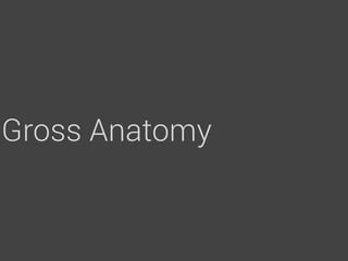 Gross Anatomy
 