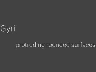 Gyri
       protruding rounded surfaces
 