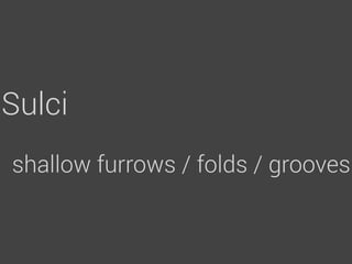 Sulci
shallow furrows / folds / grooves
 