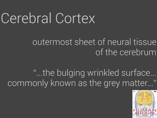 Cerebral Cortex
       outermost sheet of neural tissue
                      of the cerebrum

     “...the bulging wrinkled surface...
 commonly known as the grey matter...”
 