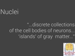 Nuclei
            “...discrete collections
  of the cell bodies of neurons...
       ‘islands’ of gray matter...”
 