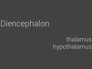 Diencephalon
                   thalamus
               hypothalamus
 