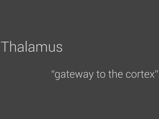 Thalamus
      “gateway to the cortex”
 